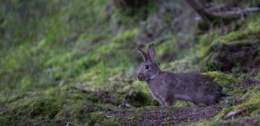 Fitosanitarios y enfermedades víricas en conejo y liebre