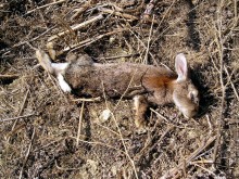Conejo de monte muerto