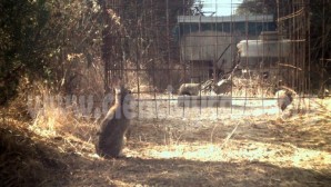 Perdices y conejo en un bebedero artificial