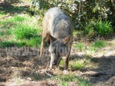 Lobo ibérico