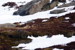 Red grouse