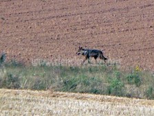 lobo ibérico