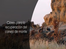 Seminario on-line sobre gestión de conejo de monte