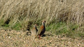 Pareja de perdices rojas