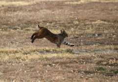 Lince. Crédito Pixabay