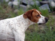 Curso online sobre cuidados básicos del perro de caza