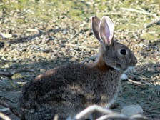 Curso online sobre producción sostenible de conejo de monte