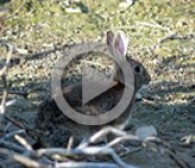¿Qué pasaría si se extinguiera el conejo de monte?
