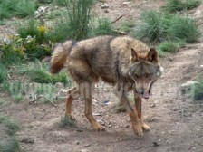 La increíble historia de los lobos en Yellowstone