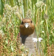 Perdix perdix hispaniensis