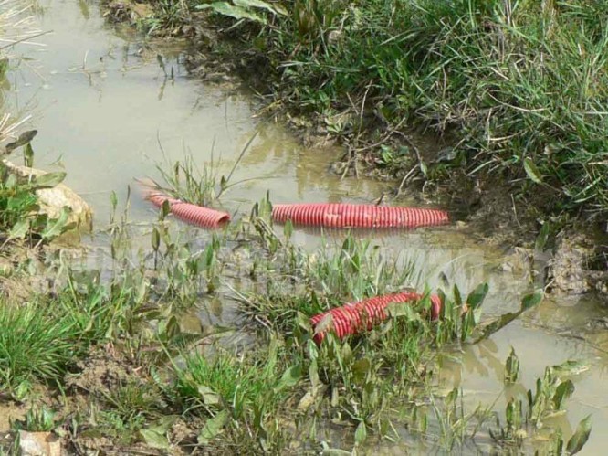 Veneno suministrado en Castilla y León para luchar contra las plagas de topillo