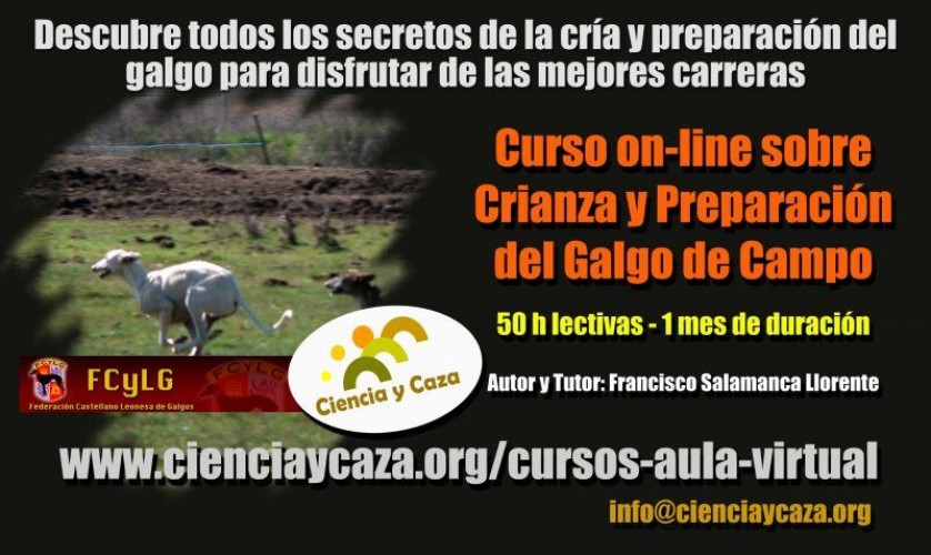 Curso on-line sobre crianza y preparación del galgo de campo