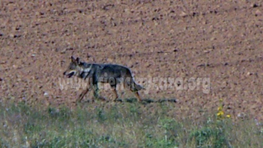 lobo ibérico