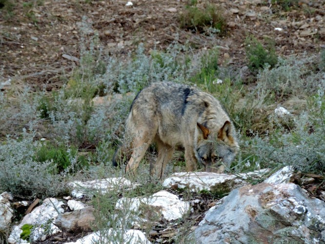 lobo ibérico