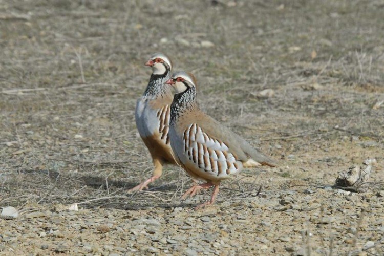 Pareja perdices rojas