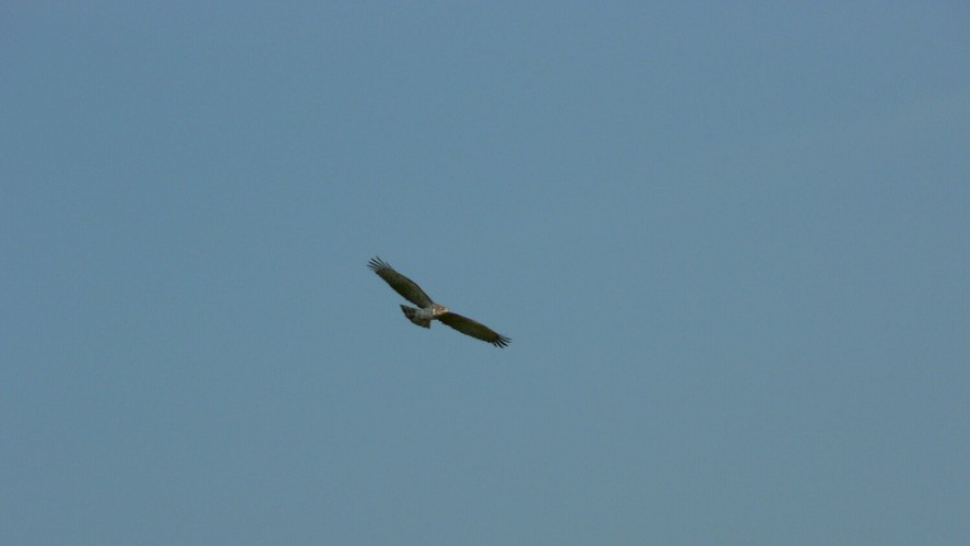 Águila perdicera en vuelo