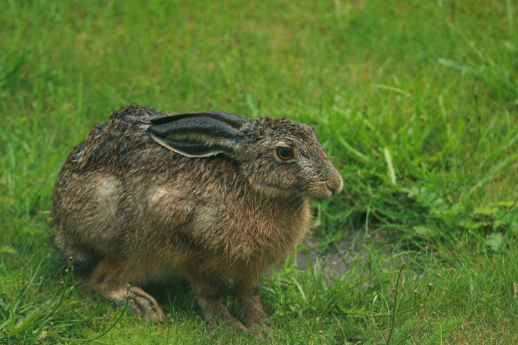 Liebre europea. Crédito Pixabay