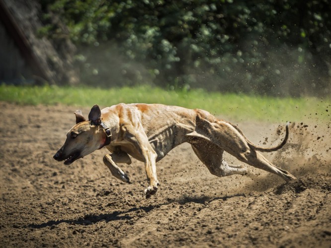 Curso online sobre preparación y crianza del galgo de campo