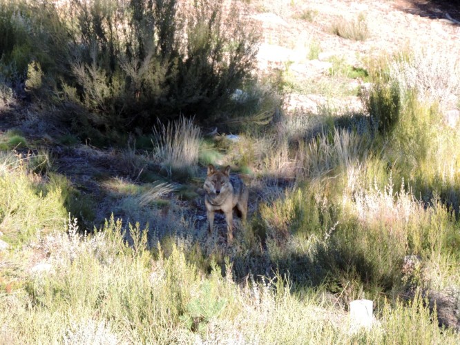 lobo ibérico